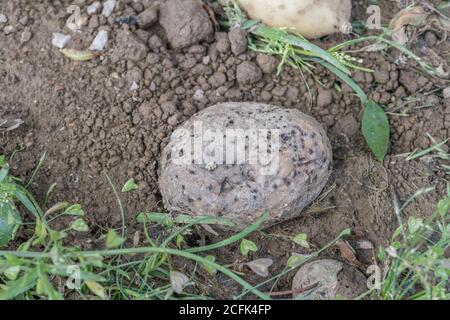 Disease damage / diseased potato. Uncertain if this might be result of Skin Spot, Potato Cyst nematode, or some other boring insect. Stock Photo