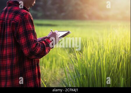 Smart farmer using technology in growing rice field farm plot agriculture field, man checking grow analysis by tablet in farm field agriculture