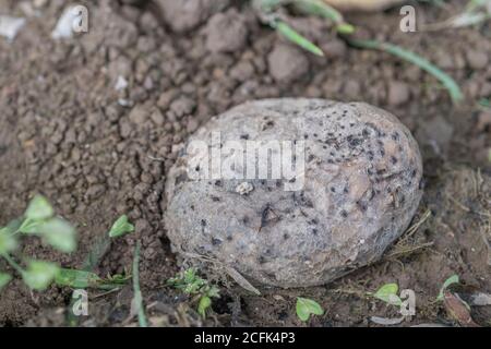 Disease damage / diseased potato. Uncertain if this might be result of Skin Spot, Potato Cyst nematode, or some other boring insect. Stock Photo