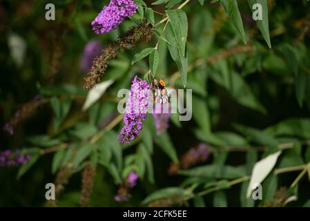A butterfly stands on a summer lillac drinking nectar Stock Photo