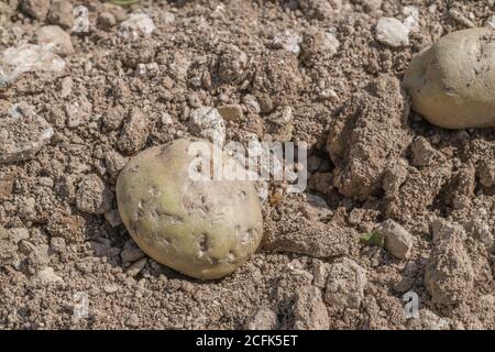 Damaged potato crop / potato tuber. Discarded potato appears to have impressions in skin that look as if it has been pressed by stones in soil. Stock Photo