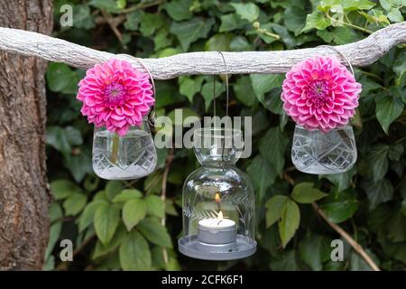 garden decoration with pink dahlias in glass vase and table lantern Stock Photo