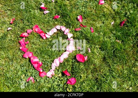Pink rose petals in heart shape on grass Stock Photo