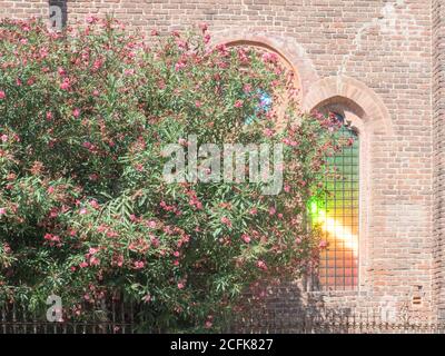 glare caused by sunlight on the stained glass windows of a brick church partially covered by a flowering oleander bush Stock Photo