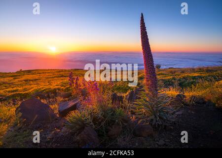 Blooming red bugloss plants growing in field on background of majestic sunset sky Stock Photo