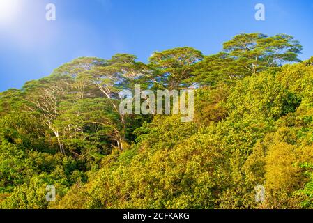Pine trees with a tropical blue sky. Stock Photo