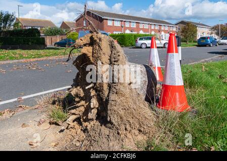 Uprooted, cut down remains of a tree trunk, with just the stump remaining with warning cones by the roadside in England, UK. Stock Photo