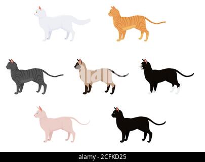 cat vector illustration isolated on white. set with different cat breeds and colors. sphynx siamese tabby cat Stock Vector