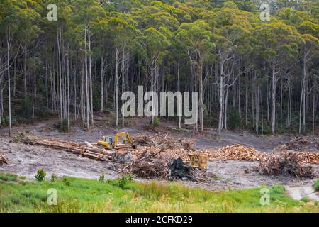 Deforestation north of Cygnet in the Huon Valley region of Tasmania, Australia, a state whose travel slogan used to be 'The Natural State.' Stock Photo