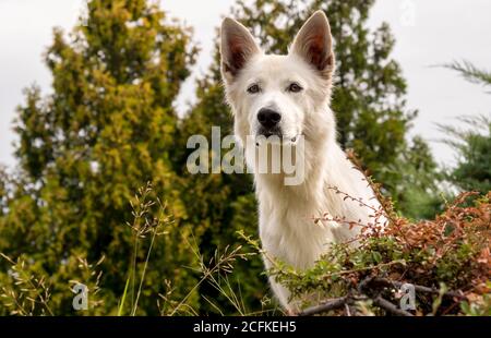 White Swiss Shepherd Dog outdoor portrait. Stock Photo