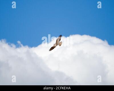 Common Buzzard buteo buteo soars above the clouds in the summer time, UK Stock Photo