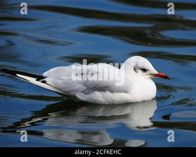 Common Gull Larus Canus Stock Photo
