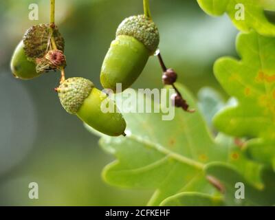 Acorns growing on an oak tree in the ealy autumn, UK Stock Photo