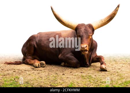 Portrait of brown Ankole-Watusi domestic cattle with long horns lying down, gradient isolated on white background Stock Photo