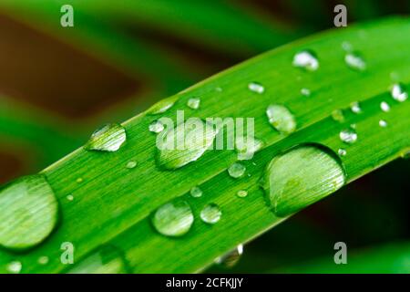 Waterdrops on grass Stock Photo