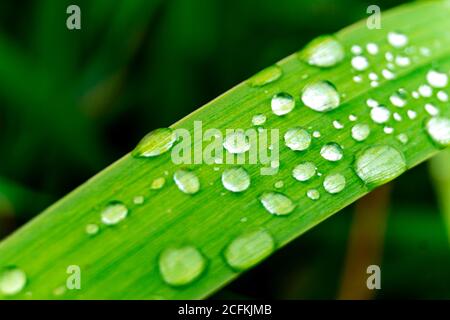 Waterdrops on grass Stock Photo