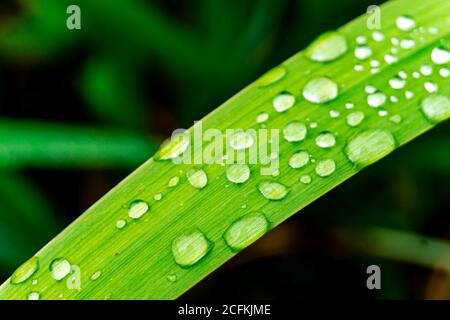 Waterdrops on grass Stock Photo