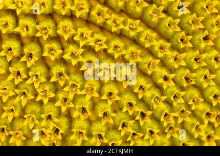 Details of a large sunflower illuminated by the light of a summer morning in Andalusia Stock Photo