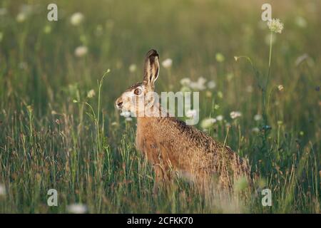 European Hare Lupus europaeus in evening light on a field Stock Photo