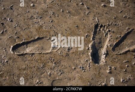 Hamburg, Germany. 04th Sep, 2020. Footprints can be seen in the mudflats, the bottom of the North Sea off the island of Neuwerk. The tidal flat is the 'soil of the year 2020'. Credit: Daniel Bockwoldt/dpa/Alamy Live News Stock Photo