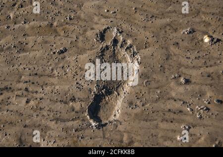 Hamburg, Germany. 04th Sep, 2020. A footprint can be seen in the mudflats, the bottom of the North Sea off the island of Neuwerk. The tidal flat is the 'soil of the year 2020'. Credit: Daniel Bockwoldt/dpa/Alamy Live News Stock Photo