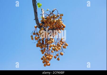 Autumn. Yellow cluster of fruit  of Chinaberry trees ( Melia azedarach ) against blue sky Stock Photo