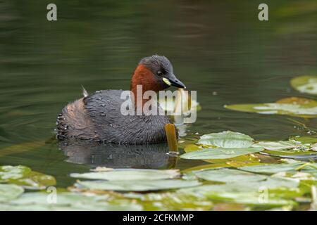 Little Grebe (Tachybaptus ruficollis) in a disused canal thick with vegetation Stock Photo