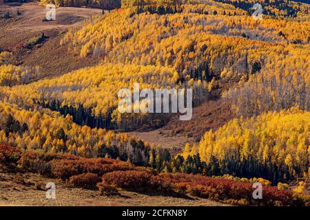 Aspen trees with fall colors along Last Dollar Road in the San Juan Mountains near Telluride, Colorado Stock Photo