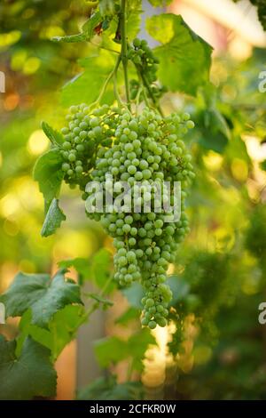 A large vine of green small grapes hangs in the summer garden Stock Photo