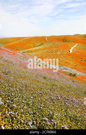 Antelope Valley California Poppy Reserve Flower Field Super Bloom, USA National Park Stock Photo