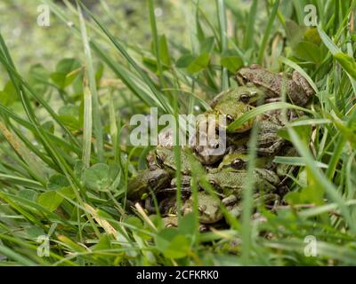 Group of Juvenile Marsh Frog (about 2-3cm long) Sitting on the Edge of a Pond Stock Photo