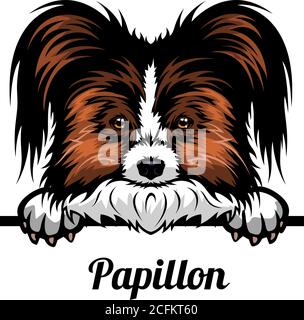 Head Papillon - dog breed. Color image of a dogs head isolated on a white background Stock Vector