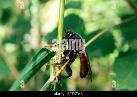 Cimbex femoratus, the birch sawfly, is a species of sawflies in the family Cimbicidae. Stock Photo