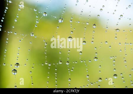 Cobweb or spiderweb natural rain pattern background close-up. Cobweb with drops of rain pattern in blue light. Cobweb net texture with morning rain bo Stock Photo