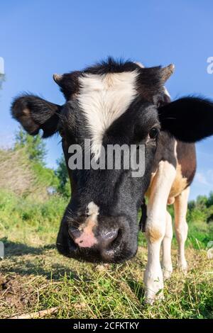 Black angus bull portrait photo, black angus bull head Stock Photo - Alamy