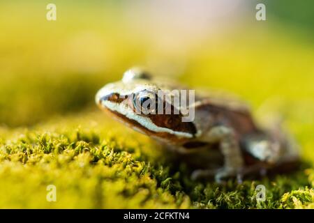 Common toad siting on the ground, European toad in the natural environment. Bufo bufo close up portrait. Stock Photo
