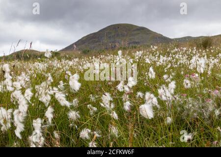 Eriophorum angustifolium, commonly known as common cottongrass or common cottonsedge with fluffy seed heads in Scotland Stock Photo