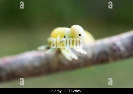 A pretty Birch Sawfly Caterpillar (Cimbex femoratus) feeding on silver birch in woodland Stock Photo
