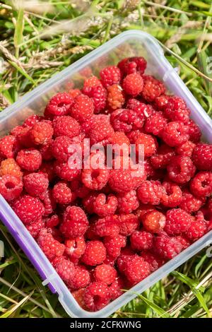 Collecting wild raspberries during summer in Scotland Stock Photo