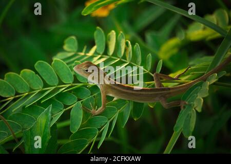 A Scincella reevesii rest on a leaf Stock Photo