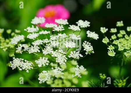White flower clusters of Queen Anne’s Lace wild carrot (Daucus Carota) growing in the garden Stock Photo