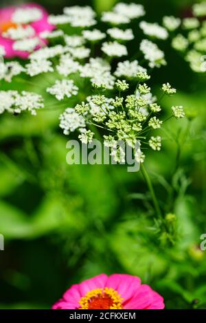 White flower clusters of Queen Anne’s Lace wild carrot (Daucus Carota) growing in the garden Stock Photo