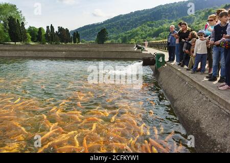 Adler, Sochi, Russia - may 04, 2019: a Small tour group of tourists stands near an artificial pond trout farm and feeds the fish. Demonstration rainbo Stock Photo