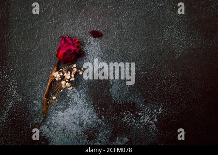 Dry red rose isolated on black rustic background. Copy space Stock Photo
