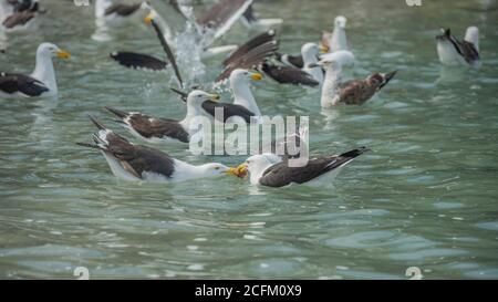Kelp gull (Larus dominicanus) Stock Photo