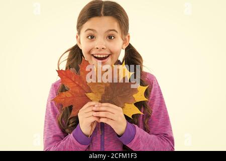 Pure feelings. school girl leaf bunch. trip to canada. lets do maple syrup. small girl maple leaves. surprised child feel unity with nature. autumn colors. beauty of fall season. happy childhood. Stock Photo