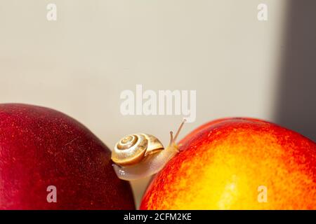 Little snail crawling on ripe red nectarines. Stock Photo