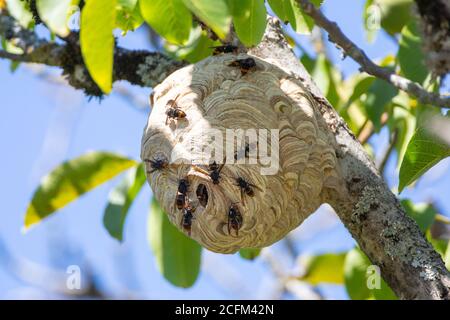 Asian Hornet (Vespa velutina) - nest in a Walnut tree with Hornets on it. Stock Photo
