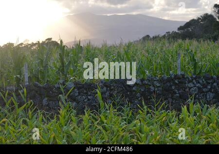 Small-scale maize production in the island of Pico, Azores archipelago, Portugal Stock Photo