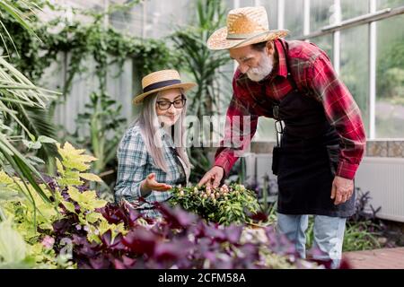 Retired gardeners working in orangery. Attractive gray haired senior woman gardener showing beautiful flowering plants to her handsome bearded man in Stock Photo